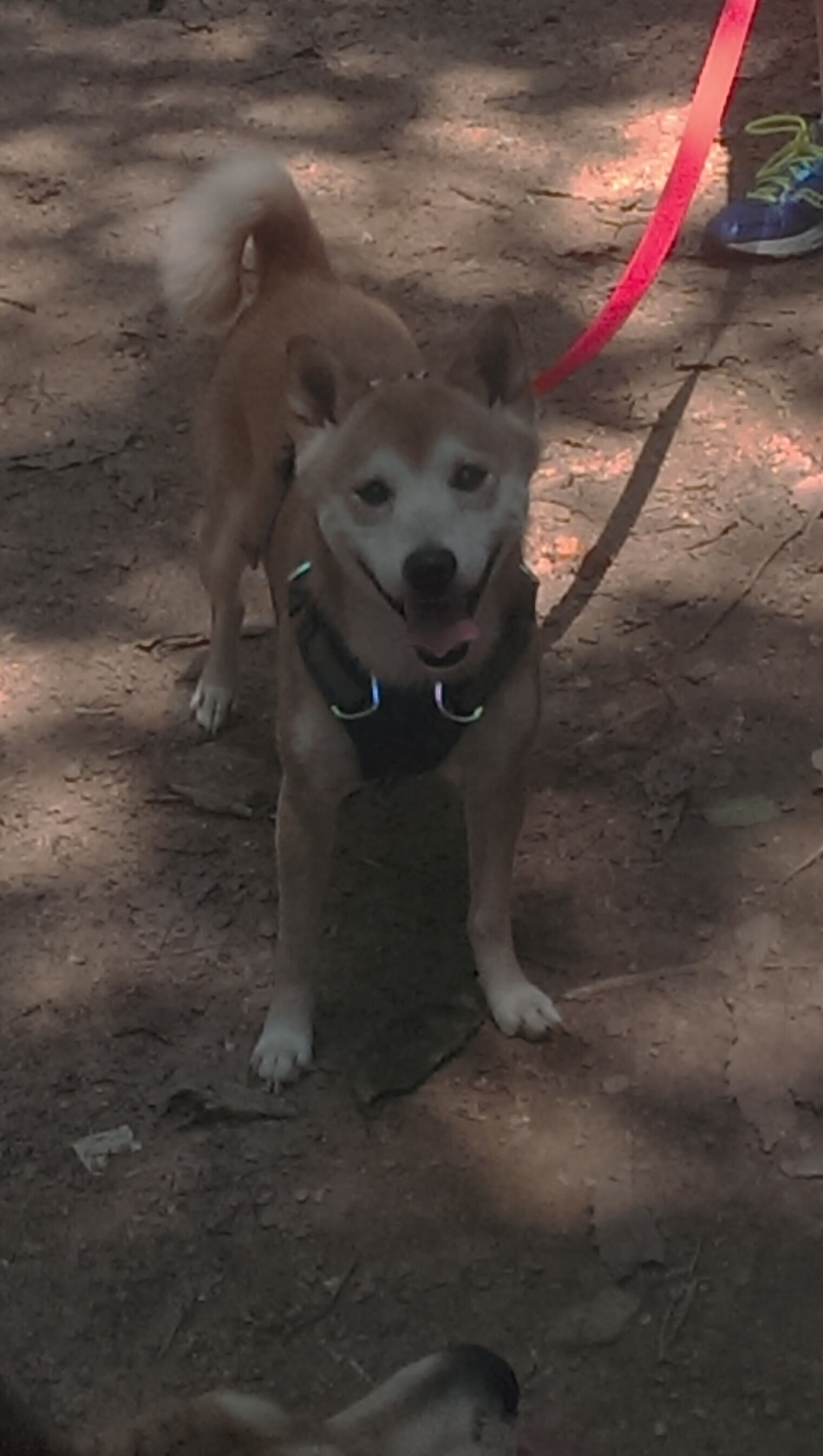 开云体育安全平台-新战术亮相:球队如何利用阵型打破对手?,球队战术怎么设置