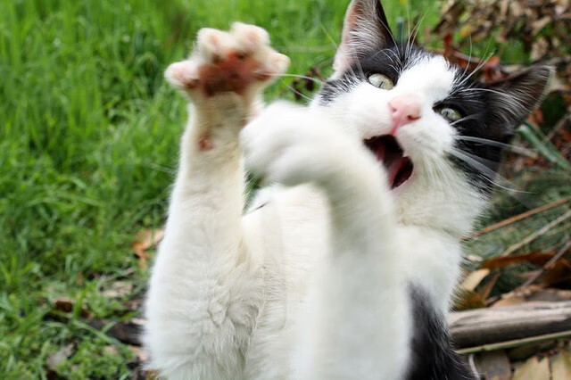 开云体育博彩-菲律宾跆拳道选手帕特里克·佩雷兹夺得首枚奖牌,社交媒体热烈祝贺。