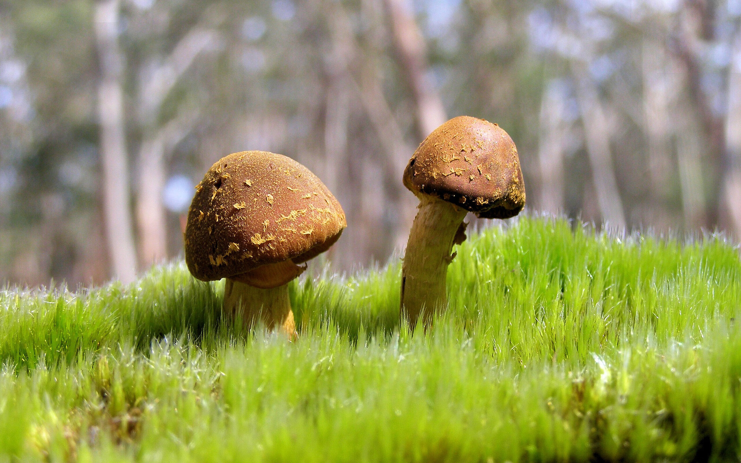 kaiyun sports safe-足球专项基金投入基层设施改造工程，足球专项资金使用方案