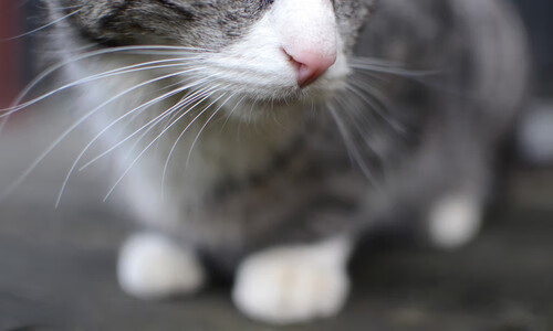 开云下载-威尔士国家队计划调整阵型备战国际比赛，威尔士国家队最新阵容