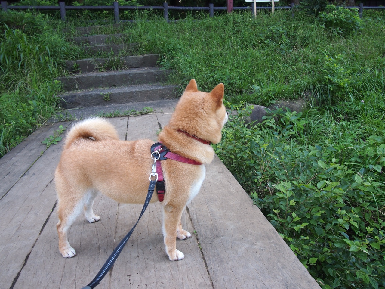 开云娱乐-国家队在高强度对抗中为何失误频频，国家队对战